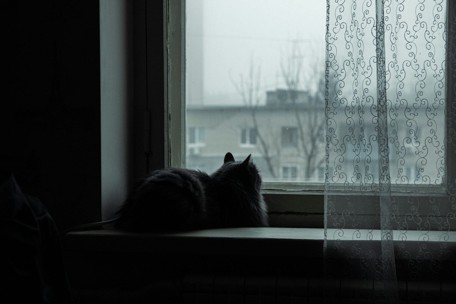 Кот смотрит в окно