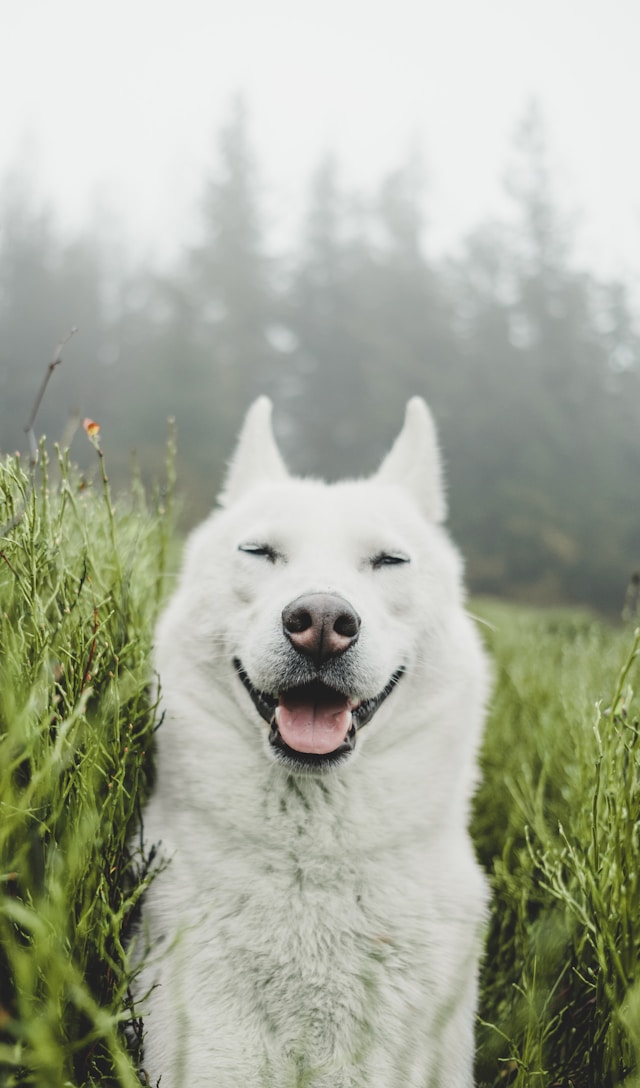 Собака